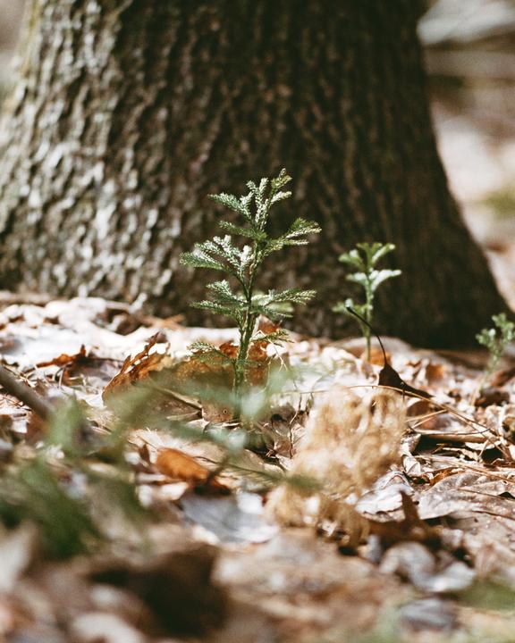 Tiny Giants [Nikon FE2, Nikon Nikkor 105mm f/2.5 Ai, bleach-bypassed Kodak Vision3 250D]