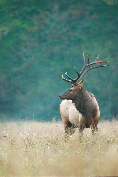 Elk on 35mm - Kodak Portra 800, Nikon F5
