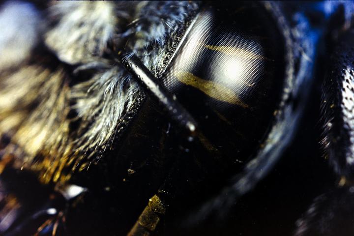 「Blue Carpenter Bee」Yashica FX-3 Super 2000//EL Nikkor 40mm f4//Cinestill 50d