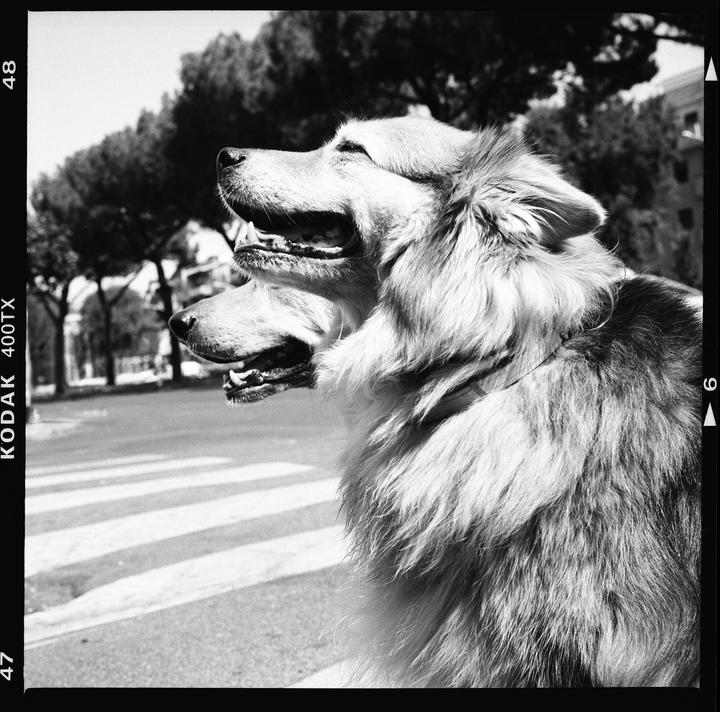Two dogs are sitting on a street with a crosswalk and trees in the background.