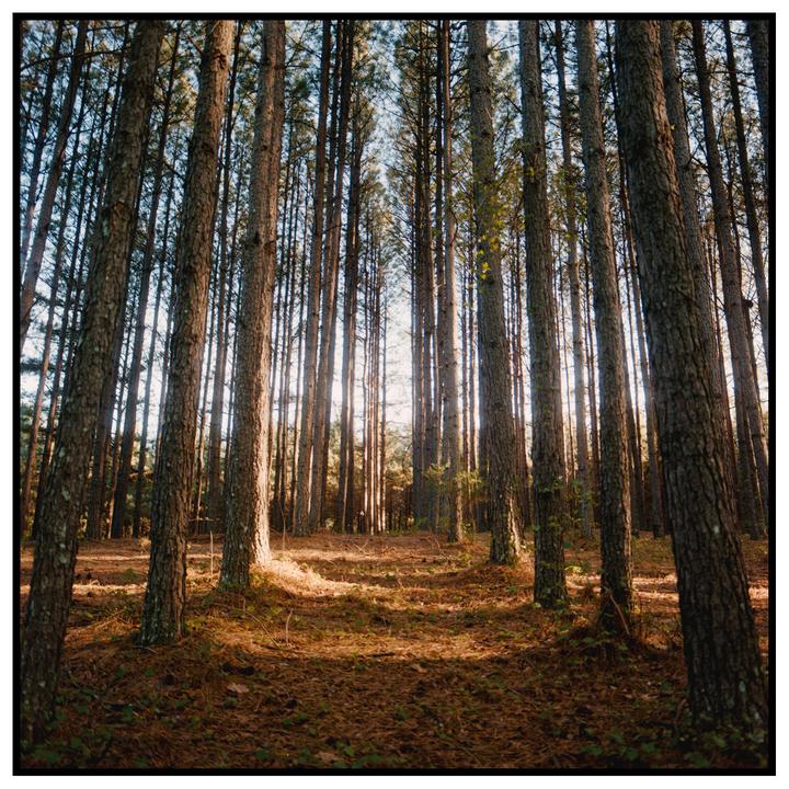 Sunlight streams through a dense forest of tall, slender trees with a ground covered in pine needles.