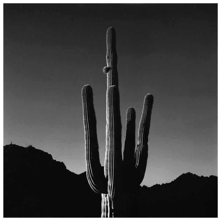 Saguaro at Sunrise | Mamiya 6 | Delta 100 w/ Red Filter