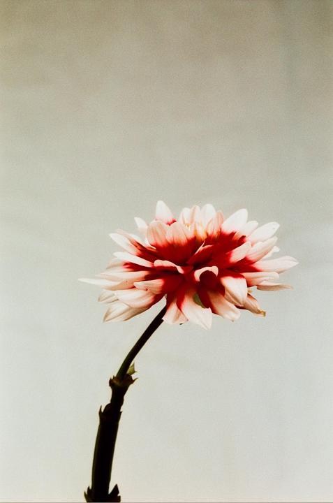 Dahlia, Nikon F5, Nikon 105mm f/2.8D AF Micro-Nikkor, Harmon Phoenix 200