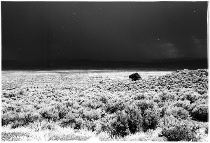 A lone shrub grows in a vast, flat, and arid landscape under a dark sky.