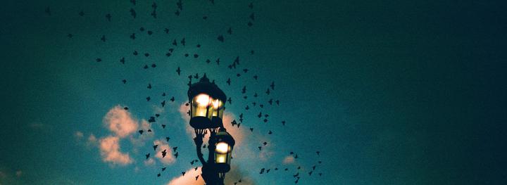 Birds over Battersea Bridge, London [Xpan, 90mm, Harman Phoenix]