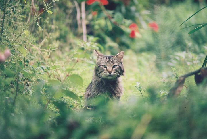 A tabby cat sits in a lush green garden with red flowers in the background.