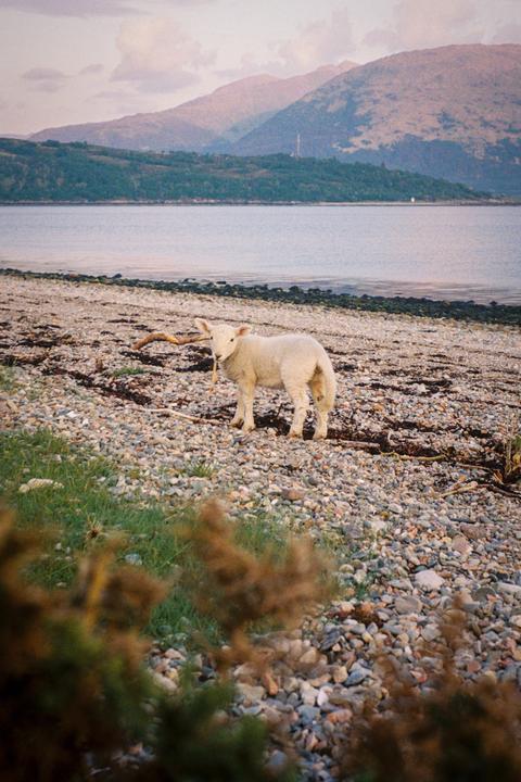 My first roll. Ultramax 400, Nikon FG, 50mm F1.8. Glencoe, Scotland