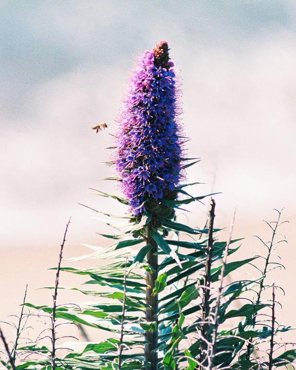 Pollinator [Minolta Maxxum 9 Beer Can (70-210f4) Fujifilm 400]