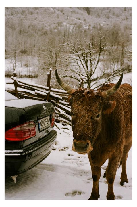 A brown bull stands in the snow next to a black car with a wooden fence and snowy trees in the background.