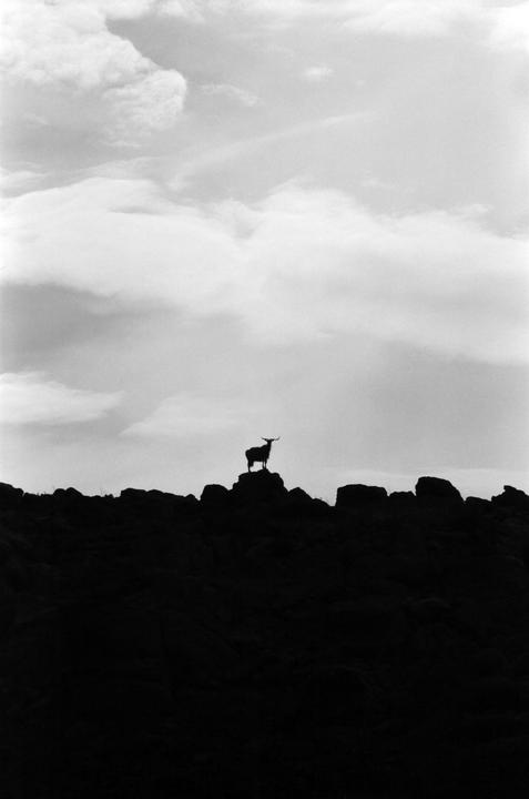 A goat stands silhouetted on a rocky hill against a cloudy sky.