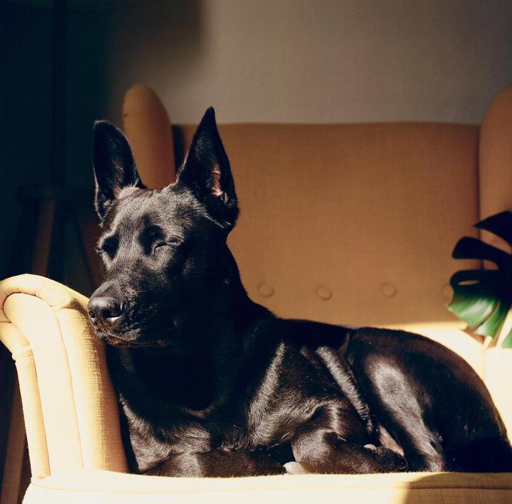 Are we still posting furry family? Hasselblad 501c | zeiss 80mm | cinestill 400T