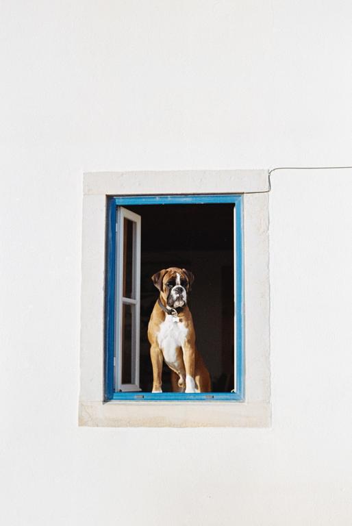 Watching - Nikon FM - 50mm f1.8 - Kodak Gold