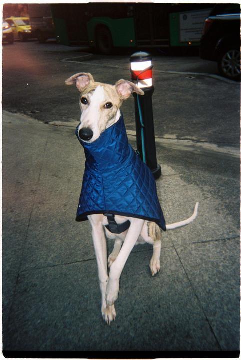 My dog shot on single use kodak camera