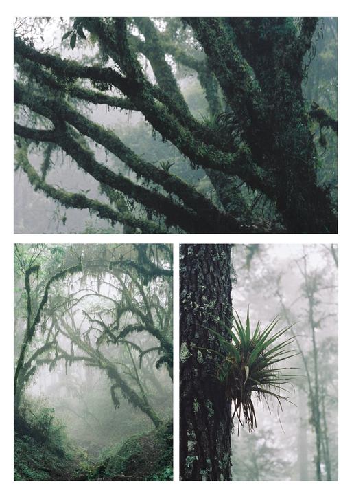 Cloud forest [expired Kodak Gold 200 | 50mm | Pentax SP1000]
