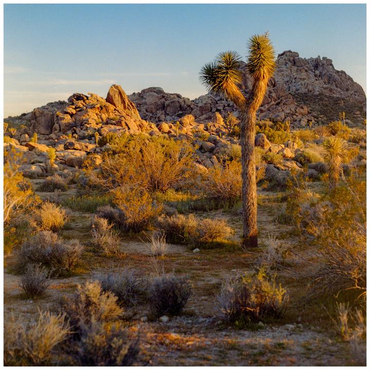 Joshua Tree [Hasselblad 500cm, Fujifilm Reala 100]