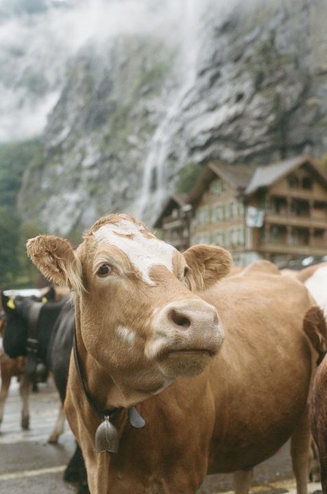 Switzerland (Nikon FE2 / Porta 400)
