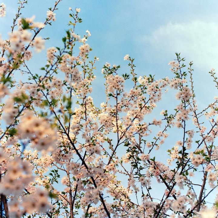 Spring, Toronto, ON [Zenza Bronica SQ-A | 80mm f/2.8 | Kodak Portra 400]