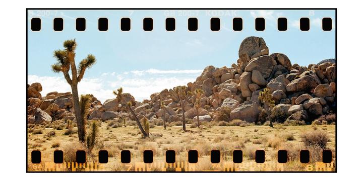 Joshua Tree [Mamiya RB67 | Sekor C 90mm | Kodak Gold 200]