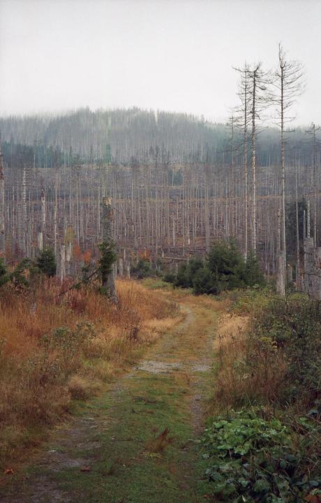 Schierke, Harz, Germany [Olympus 35RC, Kodak Portra 800]