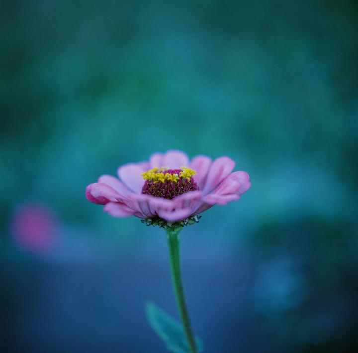 Macro photos w/ my Hasselblad