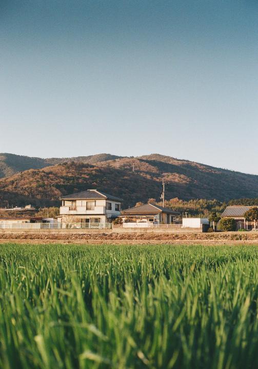 Rice fields in Tokushima [ Canon FTb | 50mm f1.4 S.S.C. | Kodak colourplus 200 ]