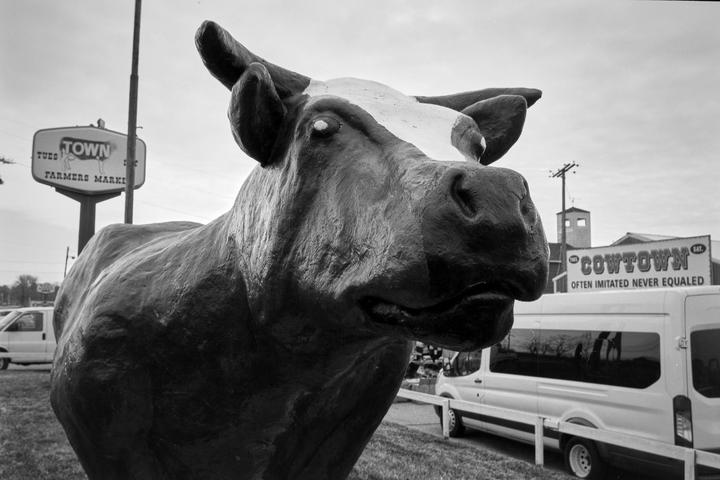 A large cow statue stands in front of a sign for Cowtown.