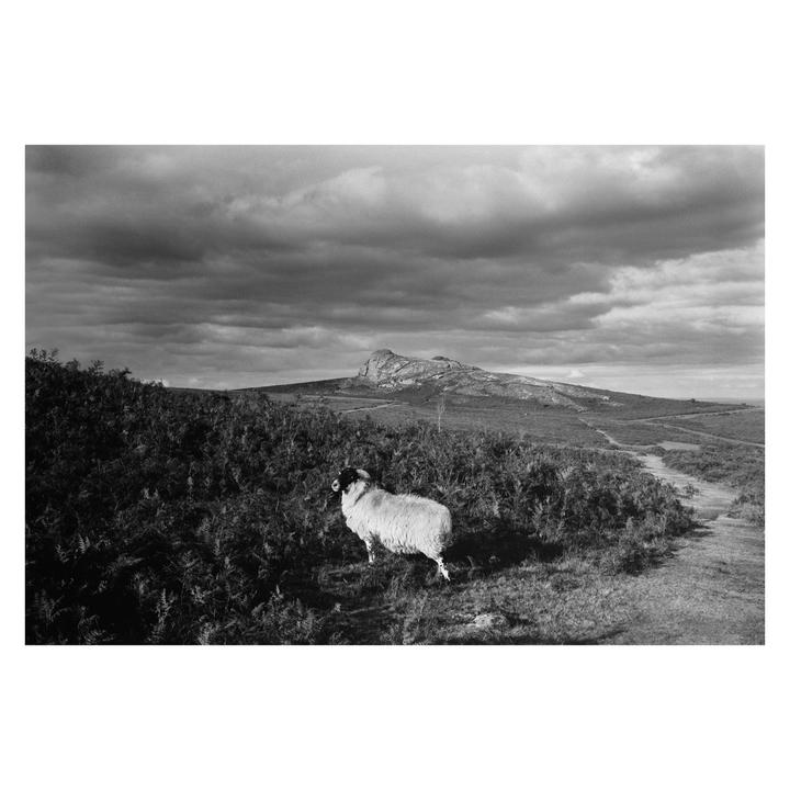 A sheep stands in a field of ferns with a rocky hill and cloudy sky in the background.