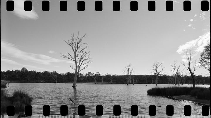 A body of water with several bare trees standing in it, surrounded by a forested shoreline under a cloudy sky.