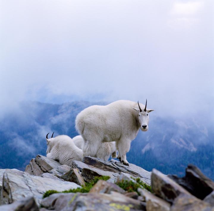 🤍🐐[Hasselblad 500cm, Zeiss Sonar 150mm f/4 T*, Kodak Ektachrome E100]