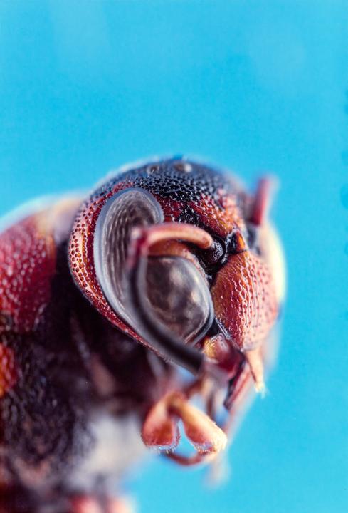 「A Wasp's Portrait」 Cambo SC with 6x9 back//El-Nikkor 50mm f2.8n//Portra 160