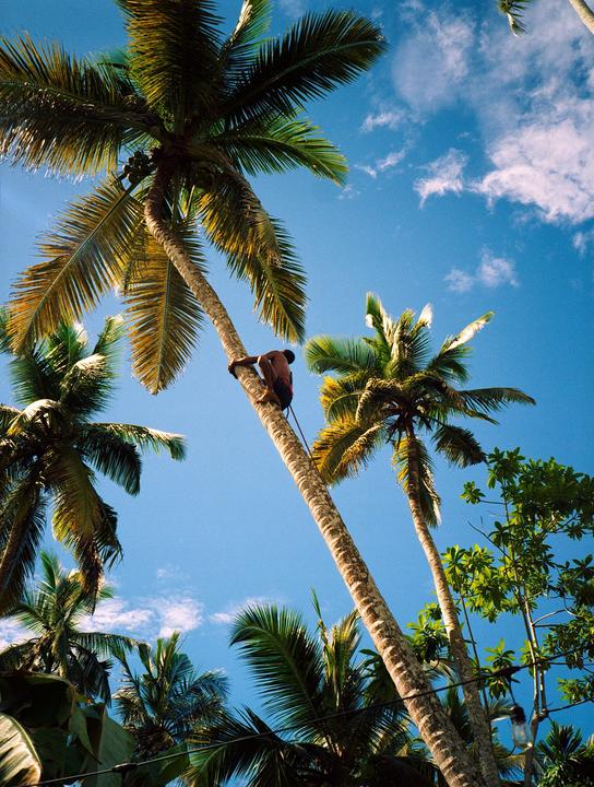 This man climbed up so high this coconut tree! | Fuji GA645Zi, Gold, self scan