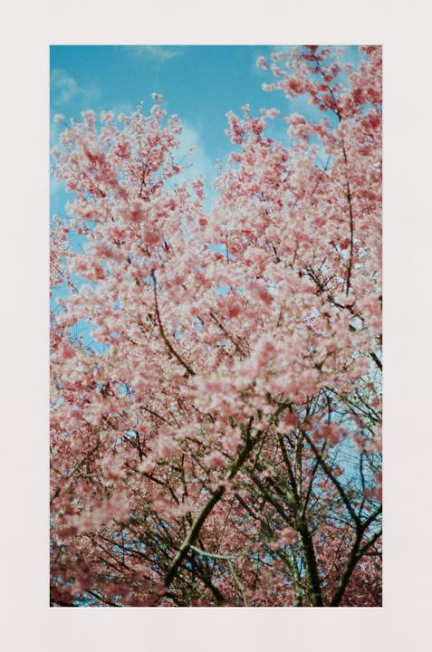I heard you all like Cherry Blossoms?