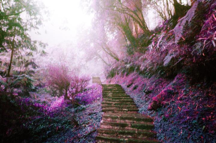 Lomochrome Purple, Olympus Pen D3, Zuiko 32mm/f1.7