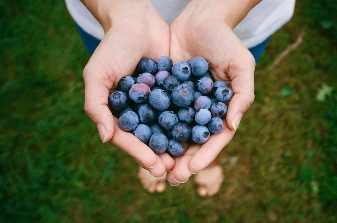 Blueberries [Yashica T4 | Portra 400], shot on yashica t4 with kodak portra 400