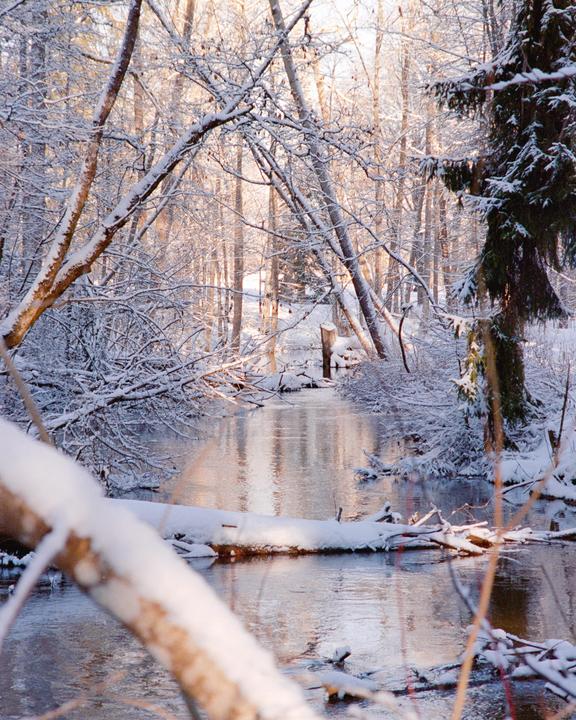 Frosty [Pentax Super A, 35-105mm, Portra 400]