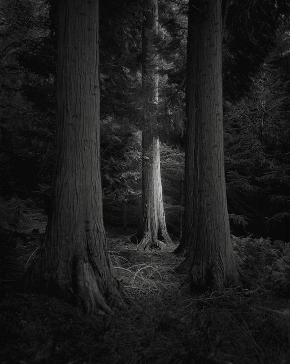 Pentax 6x7, Ilford Hp5