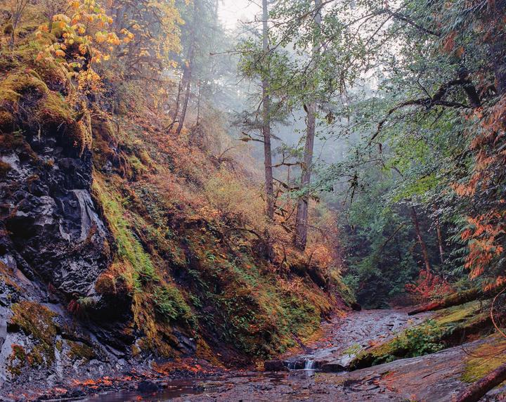 Fall colors, fog, and Kodak Ektar. [Pentax 67, Pentax 75mm f4.5, Kodak Ektar 100]
