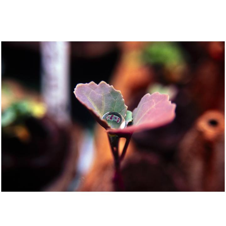 Drop of life | Nikon F6 / Velvia 50