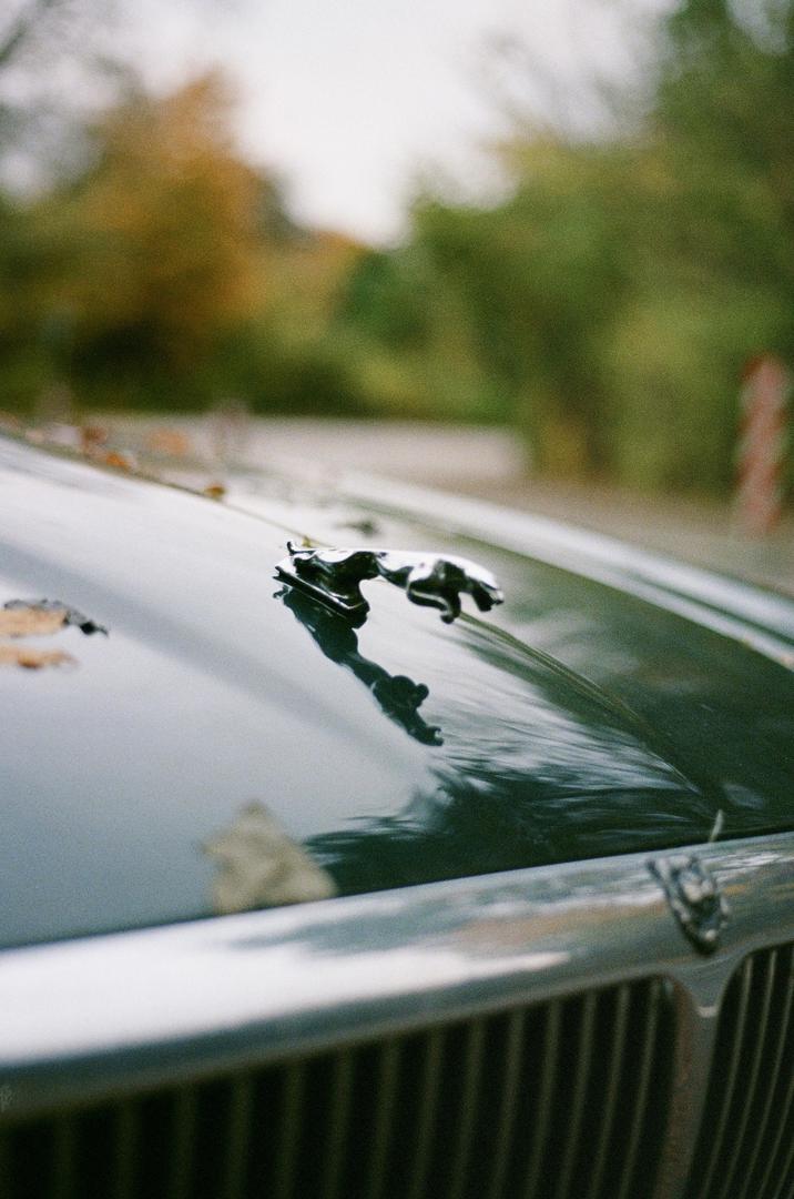 A jaguar hood ornament is visible on the front of a car with autumn leaves scattered on the hood.