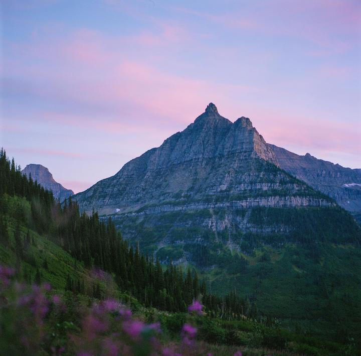 A mountain peak rises above a forest with purple flowers in the foreground under a pink and blue sky.