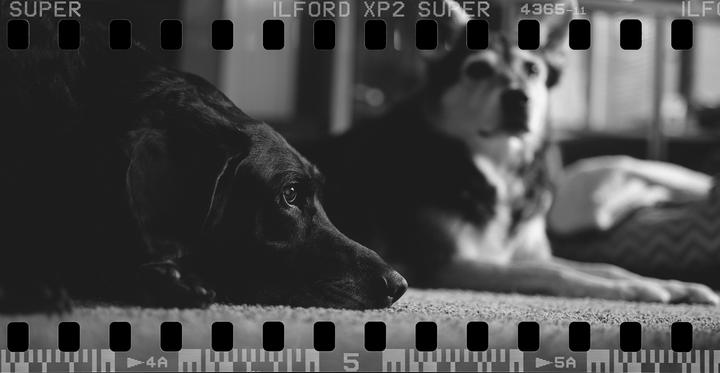 Two dogs are lying on a carpet, one in sharp focus in the foreground and the other blurred in the background.