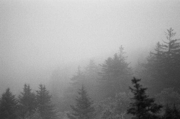 A dense fog covers a forest of pine trees on a mountain.