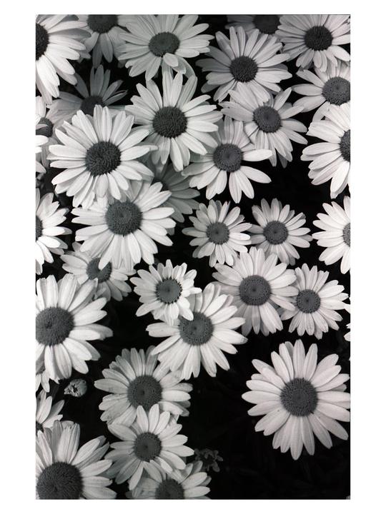 [Olympus Mju II, Kodak T-Max 100 expired in 2004, Kodak D-76, Epson v600]