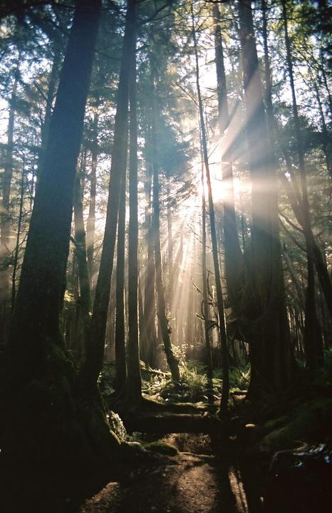 Chasing sun in old growth forests | Nikon f50, Nikkor 18-55mm 1:3, Gold 200