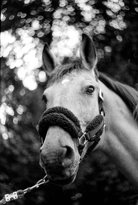 Fomapan 100 - Yet another Helios 44-2 picture...
