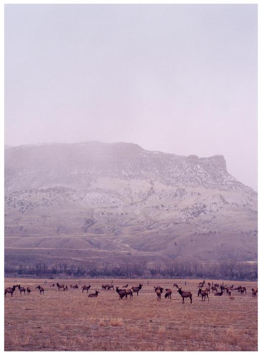 A snowy morning in Wapiti, WY [Mamiya 645, Kodak Portra 800, 80mm f/2.8]