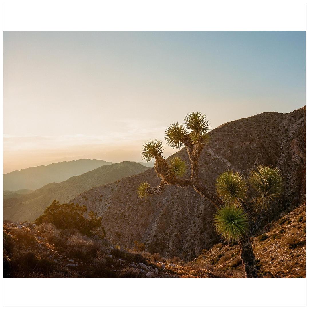 Joshua Tree NP - Mamiya 7 65mm - Portra 400, shot on mamiya 7 with kodak portra 400