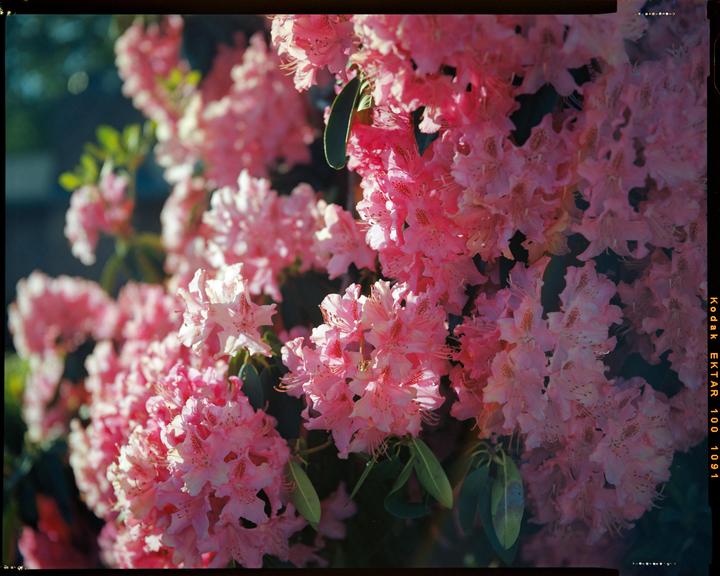 A cluster of pink rhododendron blossoms is brightly lit by the sun.