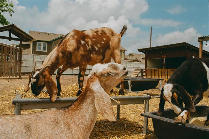 Goats! [Nikon F-3, 28mm, Fujifilm 200]