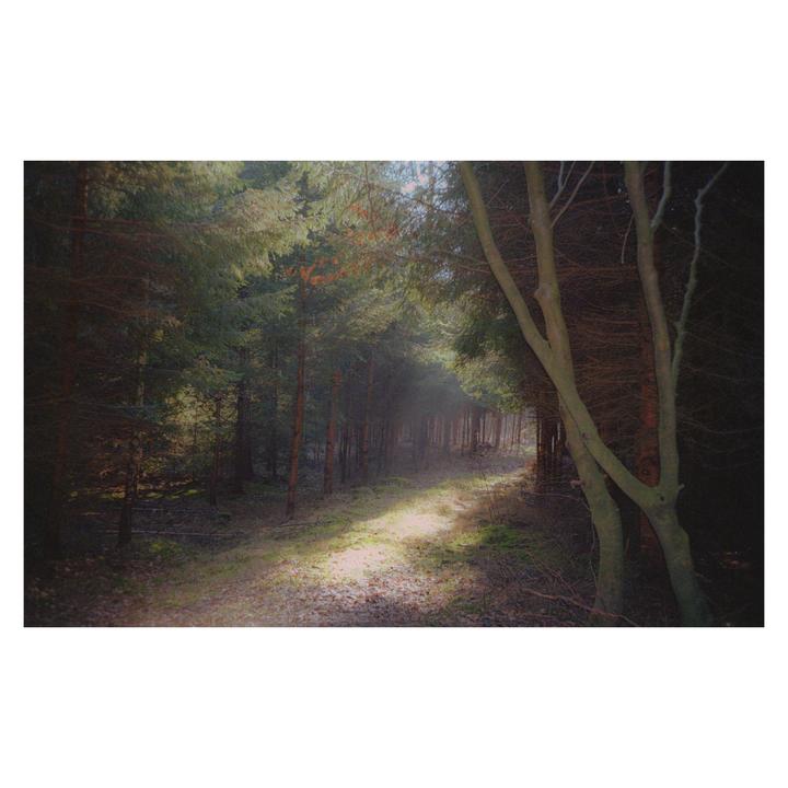 Forest Paintings | Leica M6 + Elmarit 28 | Portra 400